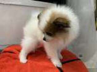 Pomeranian Puppy for sale in Brush, CO, USA