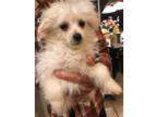 Pomeranian Puppy for sale in Punta Gorda, FL, USA