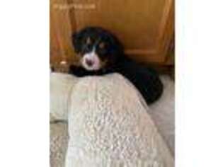 Bernese Mountain Dog Puppy for sale in Finlayson, MN, USA