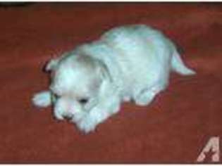 Havanese Puppy for sale in SAN ANTONIO, TX, USA