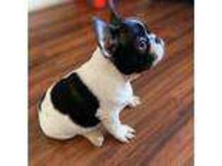 French Bulldog Puppy for sale in North Hills, CA, USA