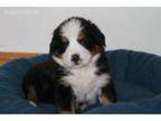 Bernese Mountain Dog Puppy for sale in Winona, MN, USA