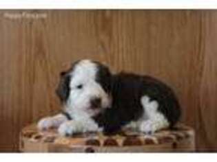 Mutt Puppy for sale in Seymour, IA, USA