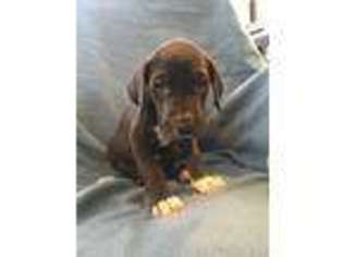 Great Dane Puppy for sale in Suffolk, VA, USA