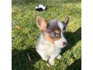 Pembroke Welsh Corgi Puppy for sale in Pendleton, OR, USA