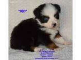 Miniature Australian Shepherd Puppy for sale in Cheyenne, WY, USA