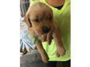 Golden Retriever Puppy for sale in Amherst, OH, USA