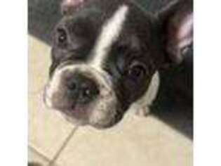 French Bulldog Puppy for sale in Mansfield, TX, USA