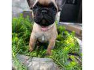 French Bulldog Puppy for sale in Enon, OH, USA