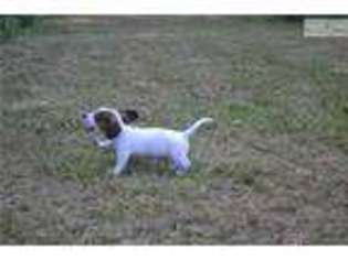 Dachshund Puppy for sale in Fayetteville, AR, USA