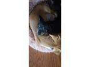 Dachshund Puppy for sale in Hammonton, NJ, USA