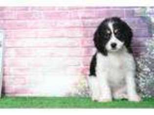 Cavachon Puppy for sale in Baltimore, MD, USA
