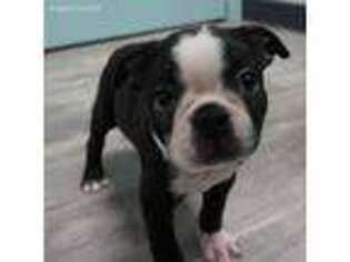 Boston Terrier Puppy for sale in Clare, IL, USA