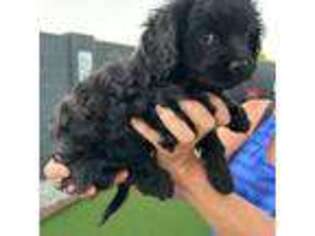 Cavapoo Puppy for sale in Peoria, AZ, USA