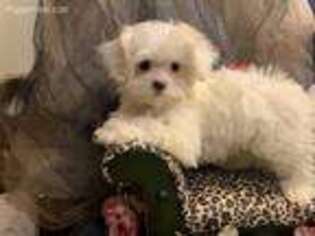 Maltese Puppy for sale in Gadsden, AL, USA