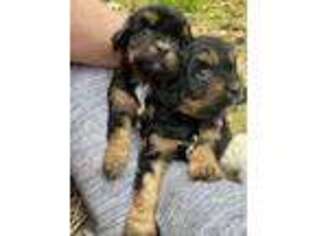 Cavapoo Puppy for sale in Weir, MS, USA