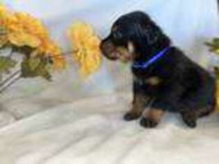 Rottweiler Puppy for sale in Arvada, CO, USA