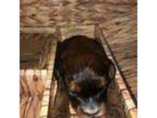 Cavapoo Puppy for sale in Hampton, CT, USA
