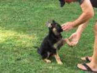 German Shepherd Dog Puppy for sale in Gaithersburg, MD, USA