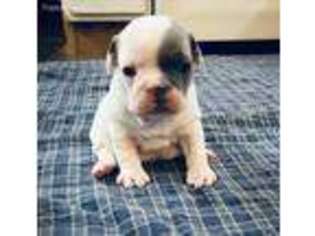 French Bulldog Puppy for sale in Alplaus, NY, USA