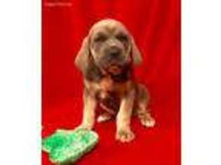 Cane Corso Puppy for sale in Smithville, MS, USA