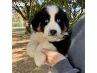 Australian Shepherd Puppy for sale in Orlando, FL, USA