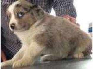 Miniature Australian Shepherd Puppy for sale in Lancaster, SC, USA