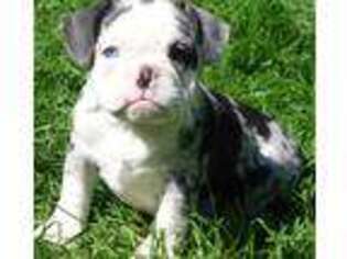 Miniature Bulldog Puppy for sale in Lyons, NY, USA