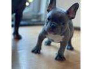French Bulldog Puppy for sale in Riverdale, GA, USA