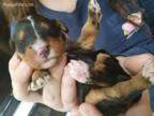 Mutt Puppy for sale in La Plata, MD, USA