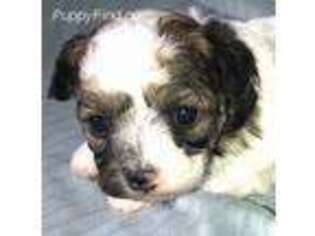 Mutt Puppy for sale in Northport, AL, USA