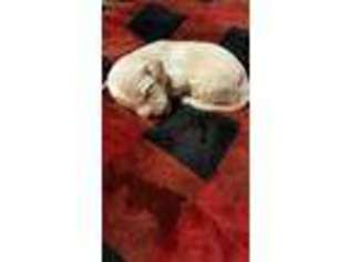 Cavachon Puppy for sale in Claremore, OK, USA
