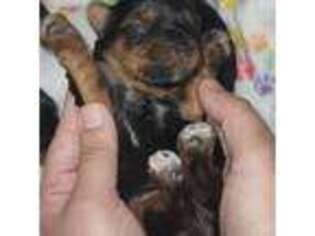 Yorkshire Terrier Puppy for sale in Gilbert, AZ, USA