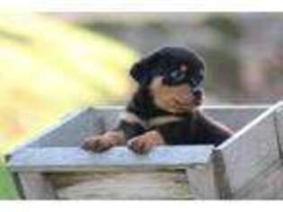 Rottweiler Puppy for sale in Mifflin, PA, USA