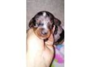 Dachshund Puppy for sale in Crossville, AL, USA