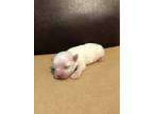 Maltese Puppy for sale in Adolphus, KY, USA