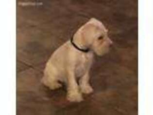 Mutt Puppy for sale in Porum, OK, USA