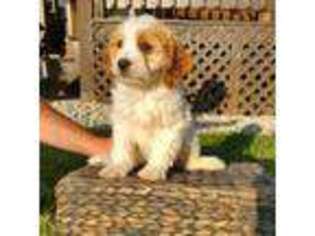 Cavapoo Puppy for sale in Stevensville, MT, USA