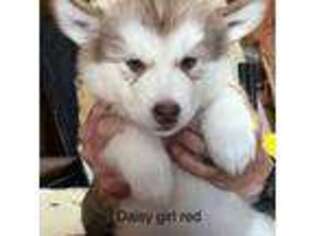 Alaskan Malamute Puppy for sale in Pueblo, CO, USA