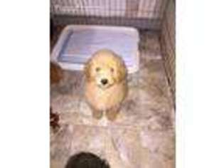 Goldendoodle Puppy for sale in Shingle Springs, CA, USA