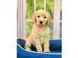 Goldendoodle Puppy for sale in Council Grove, KS, USA