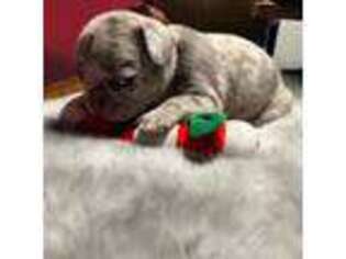 French Bulldog Puppy for sale in Hoffman Estates, IL, USA