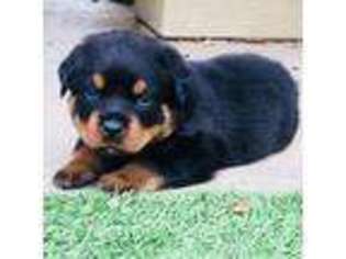 Rottweiler Puppy for sale in Felton, CA, USA