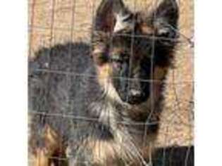 German Shepherd Dog Puppy for sale in Calhan, CO, USA
