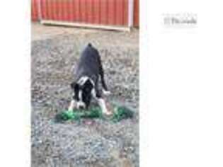 Boston Terrier Puppy for sale in Indianapolis, IN, USA