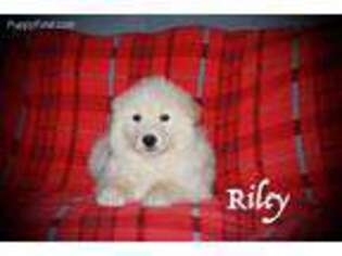 Samoyed Puppy for sale in Worley, ID, USA