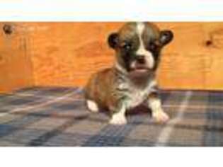 Pembroke Welsh Corgi Puppy for sale in Hollister, CA, USA