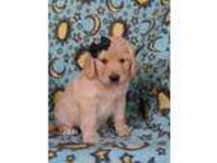 Goldendoodle Puppy for sale in Lancaster, PA, USA