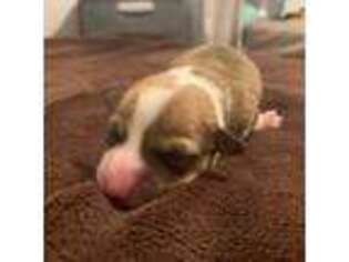 Pembroke Welsh Corgi Puppy for sale in Mcallen, TX, USA