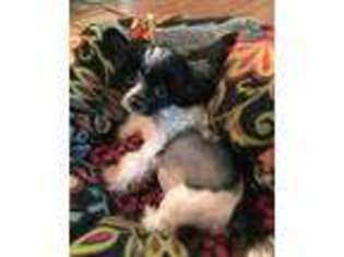 Chinese Crested Puppy for sale in Uvalde, TX, USA